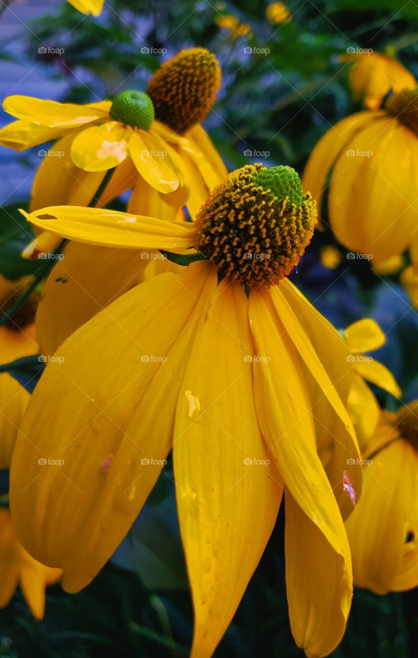 Yellow summer flower gardens