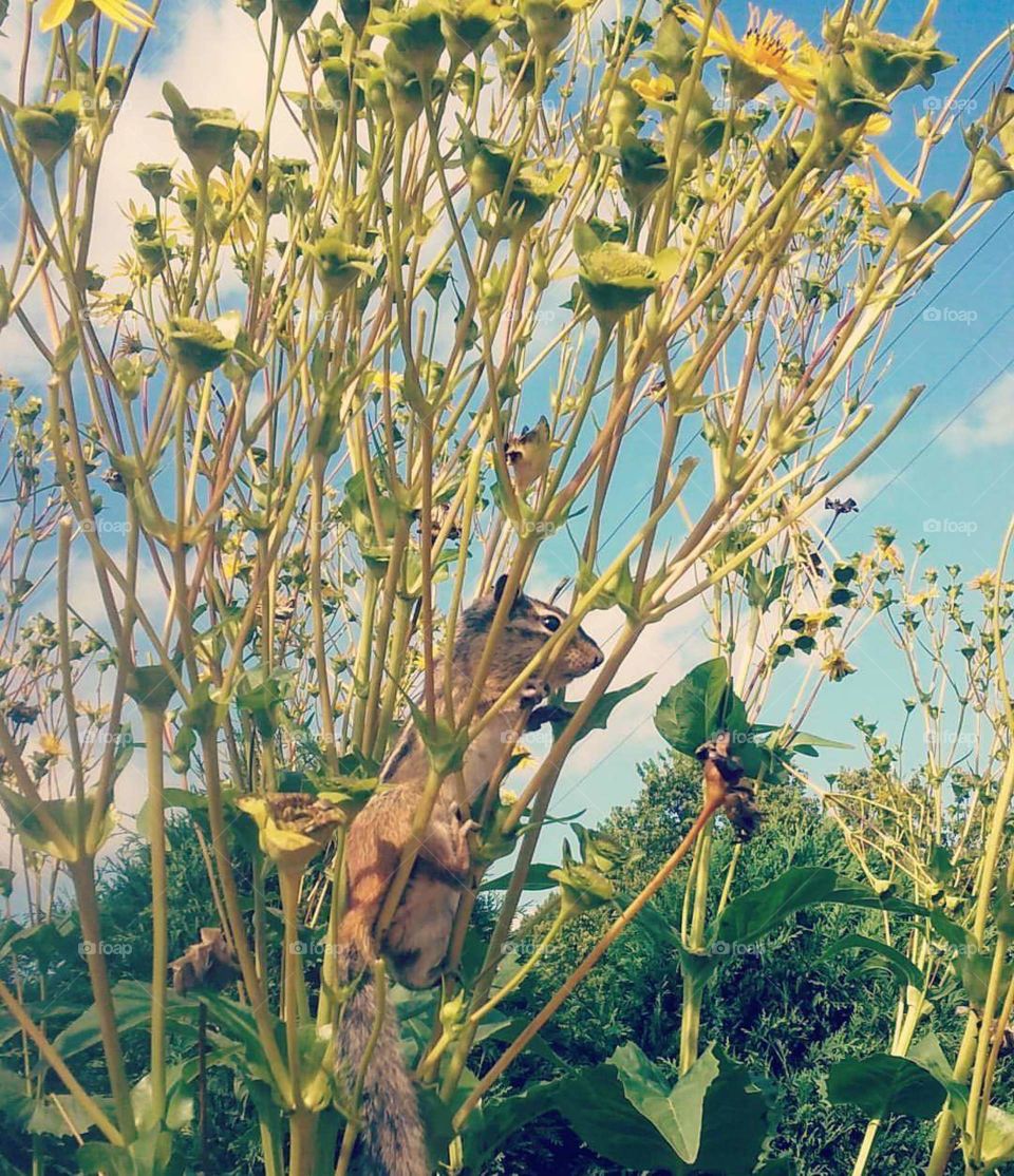 squirrel climbing the flowers