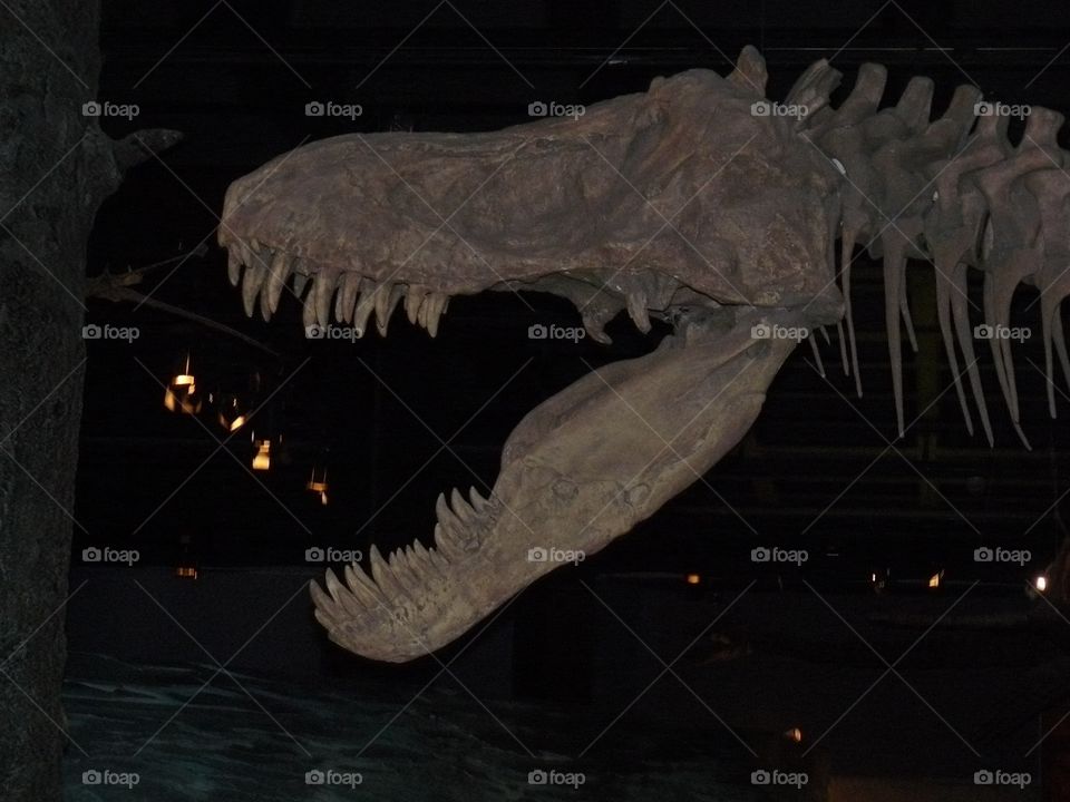 Dinosaurie . Dinosaurie 