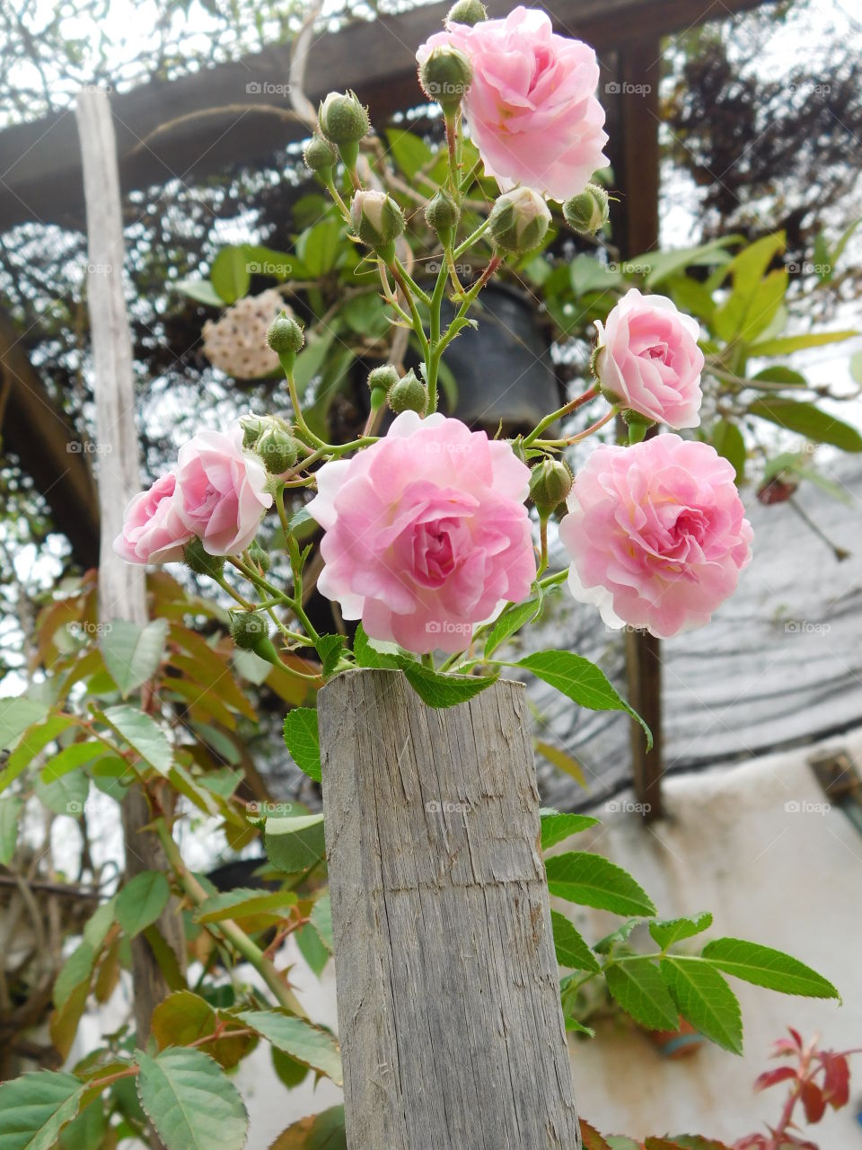 Roses in garden of my mother