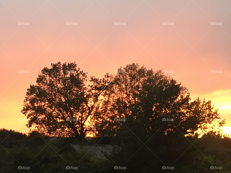 A close up of the silhouetted trees set against a warm and beautiful sunset. Such a serene view. 