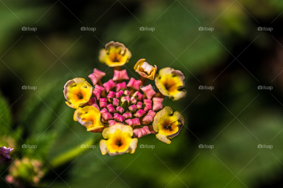 small colorfull flower