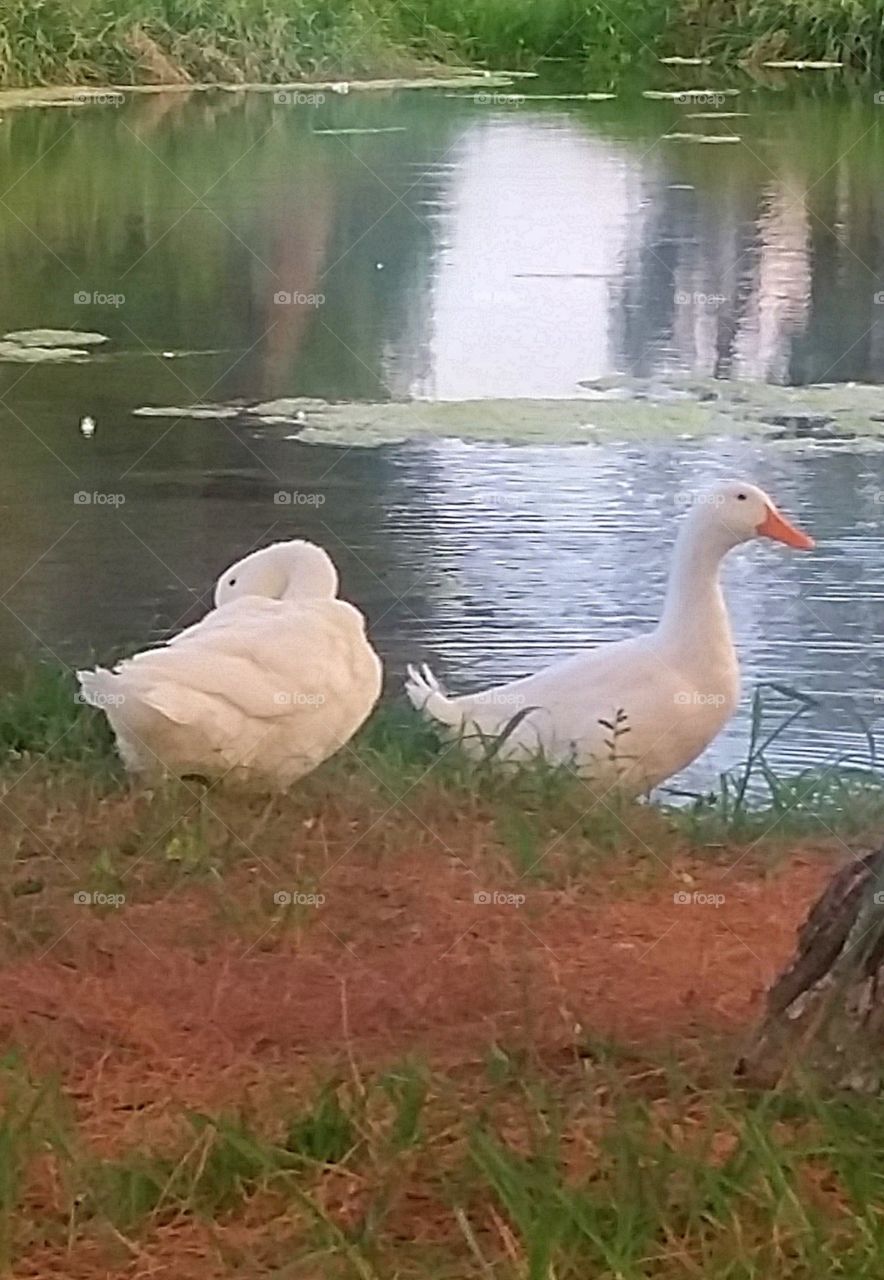 duck, duck, duck .......