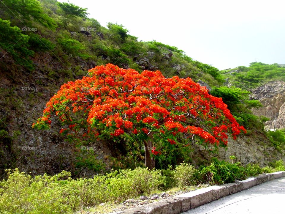 Flowering Tree in Saba