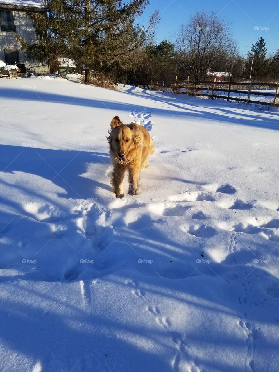 snow pooch