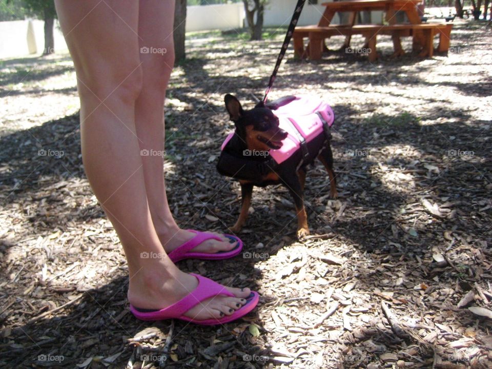 Pet in life jacket. Dog going to the river