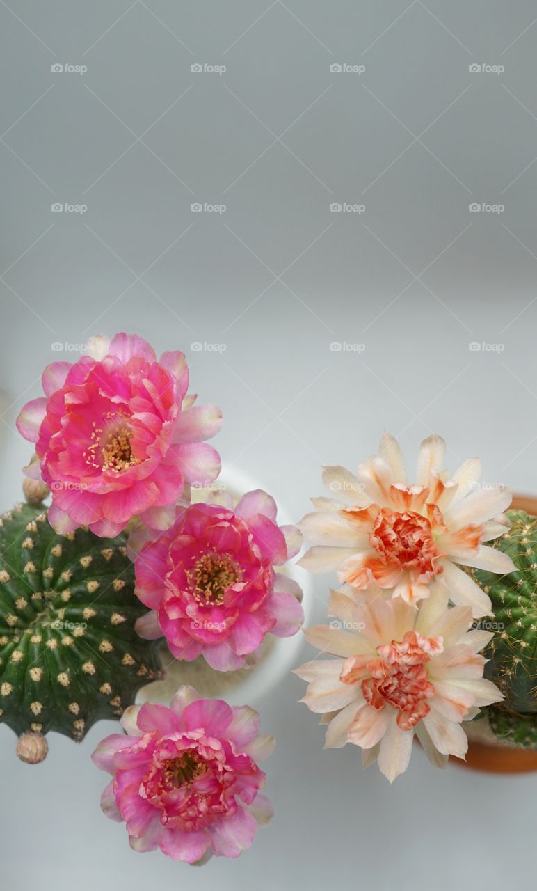 lobivia cactus flowers