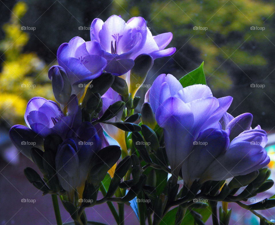 A bunch of purple freesia flowers by a window