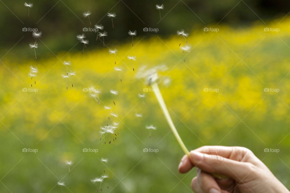 dandelion fun iran sprig by nader_esk