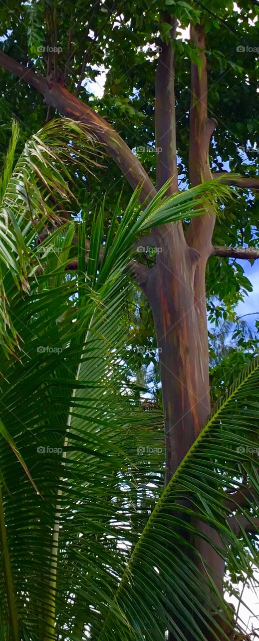 Rainbow eucalyptus tree