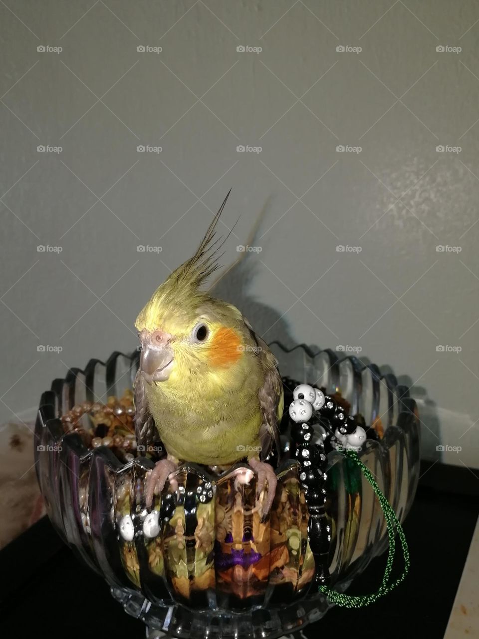 Beautiful picture of a bird