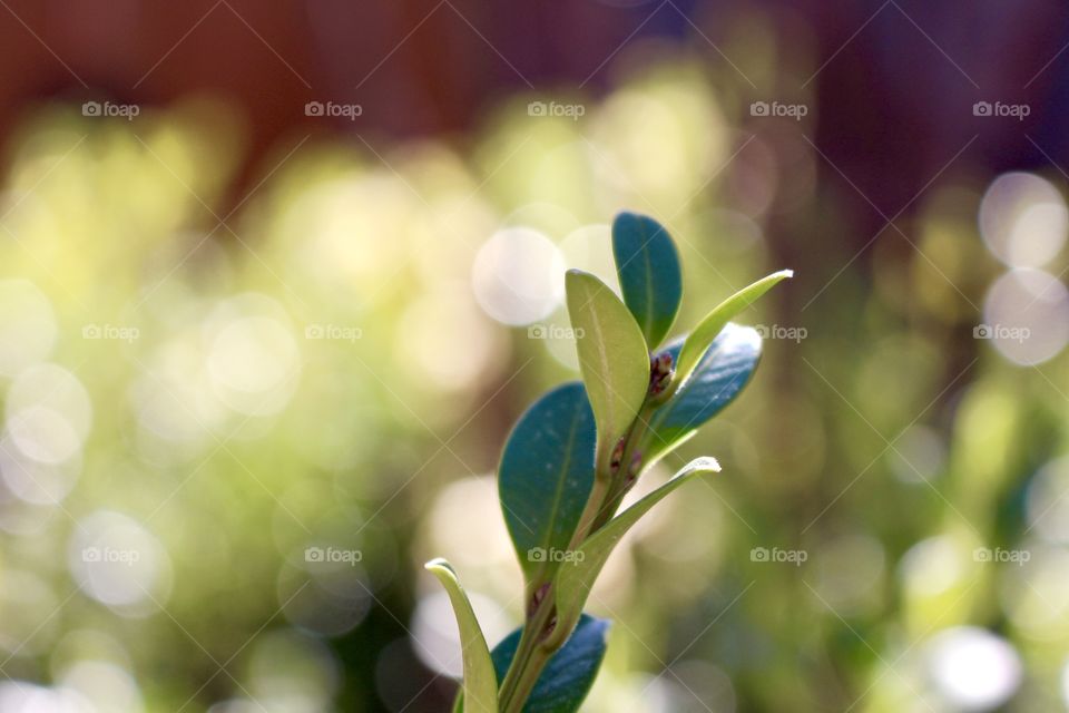 Evergreen shrub