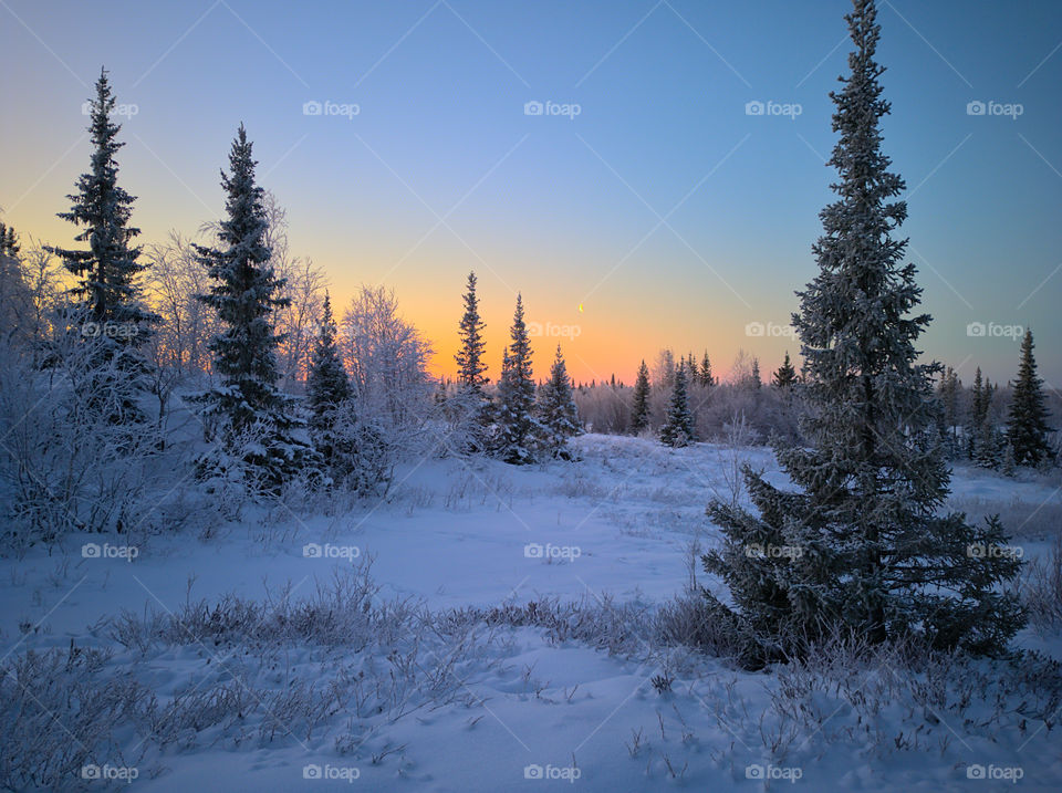 Winter time, morning, forest, spruce, month, dawn, frost, cold, sunset, morning in the forest, month in the sky, night, north, aurora, stars