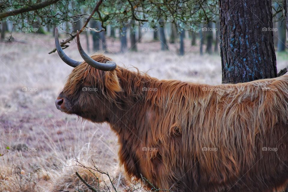 Scottish Highlander