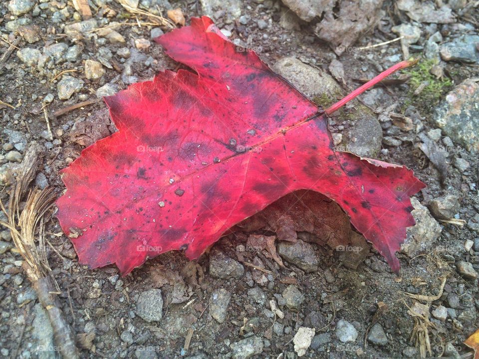 A bright red leaf. . A deep red leaf seconds after it fell