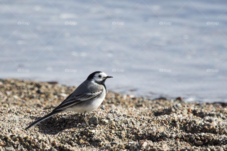 Close-up of a bird on beach
