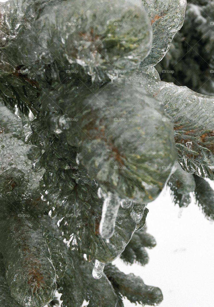 Ice spruce