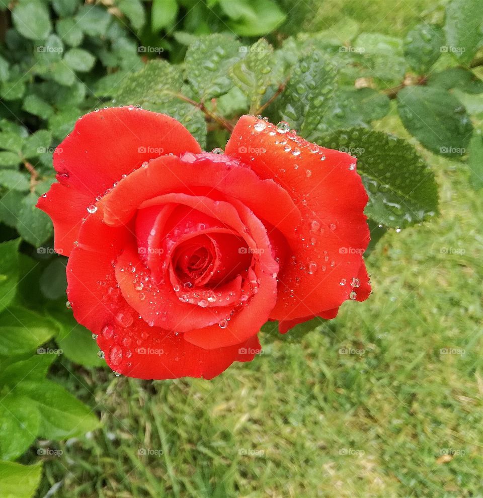 #Fallowme #fallow_me #nature #garden #water