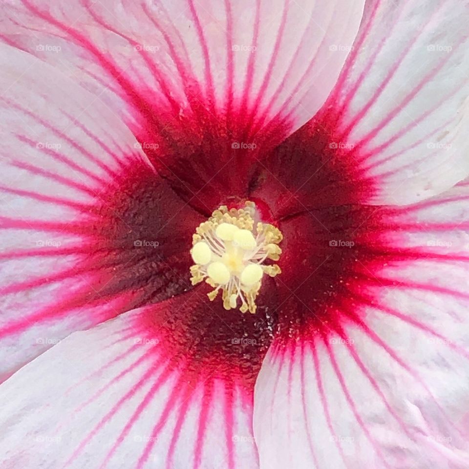 Hibiscus close up