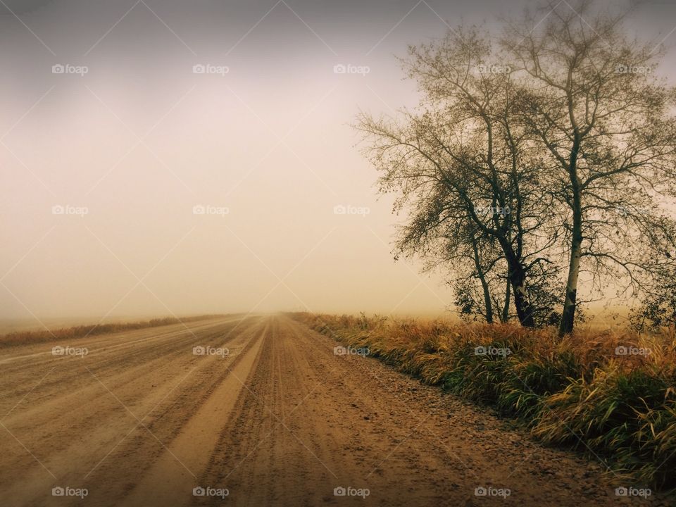 A tree beside a road in the gray foggy morning 