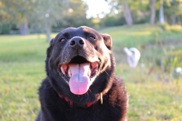 Happy pup