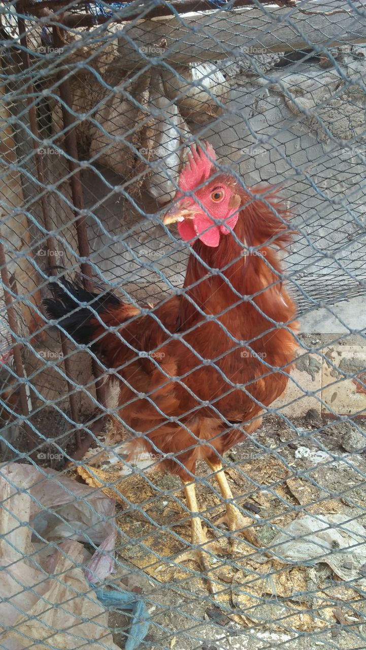 red cock in the coop.