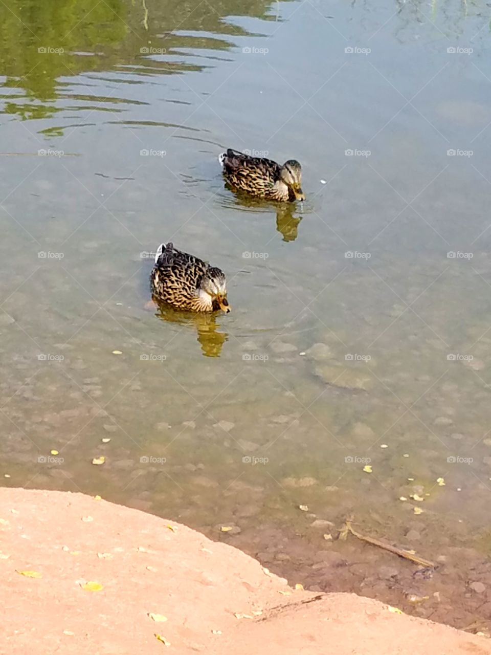 Two ducks eating cornflakes in pond at park