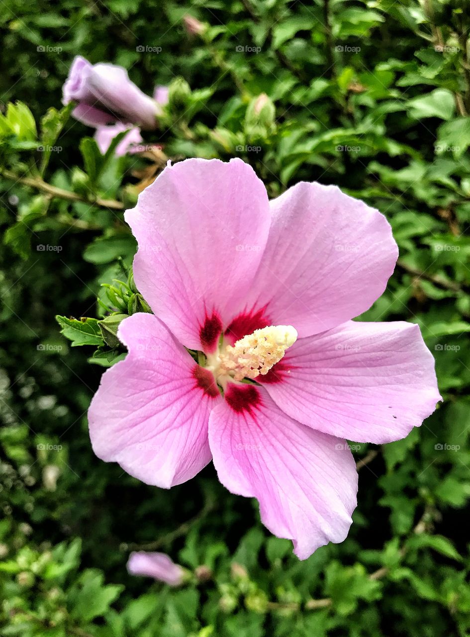 Rose of Sharon