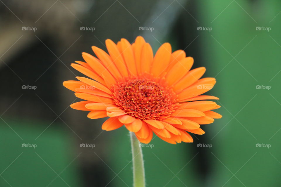 Close-up of orange flower