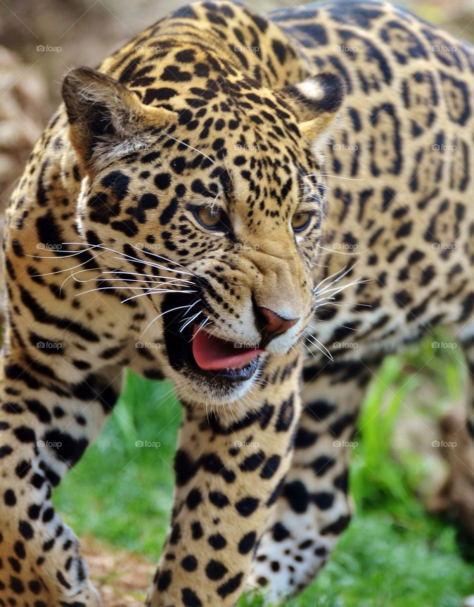 Jaguar