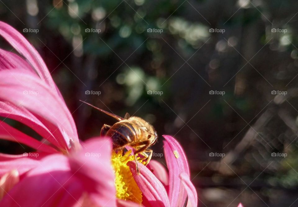 bee on a pink flower