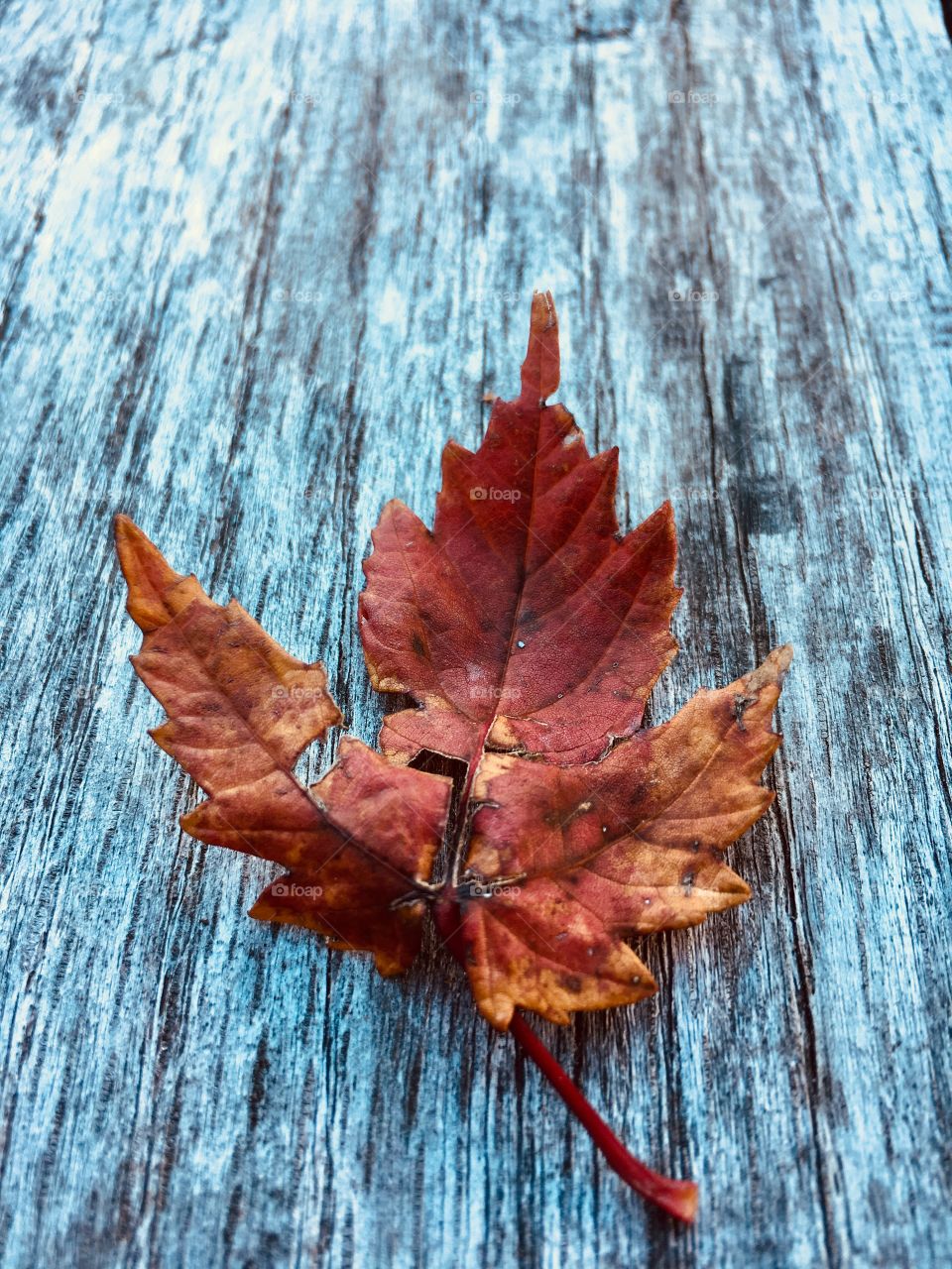 Red and orange leaf on wood