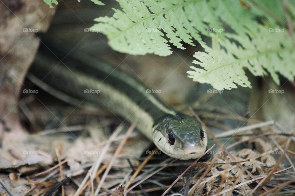 Garter snake in the forest 