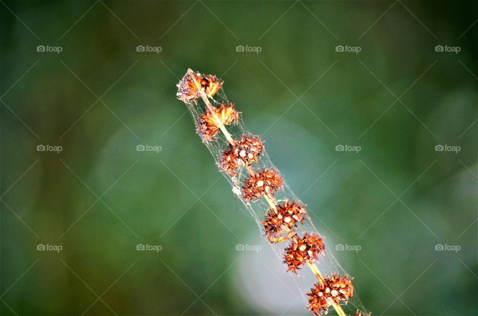 Autumn in the garden