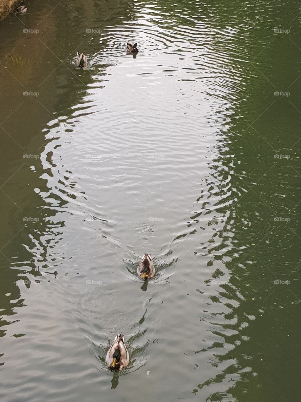 water reflection ducks