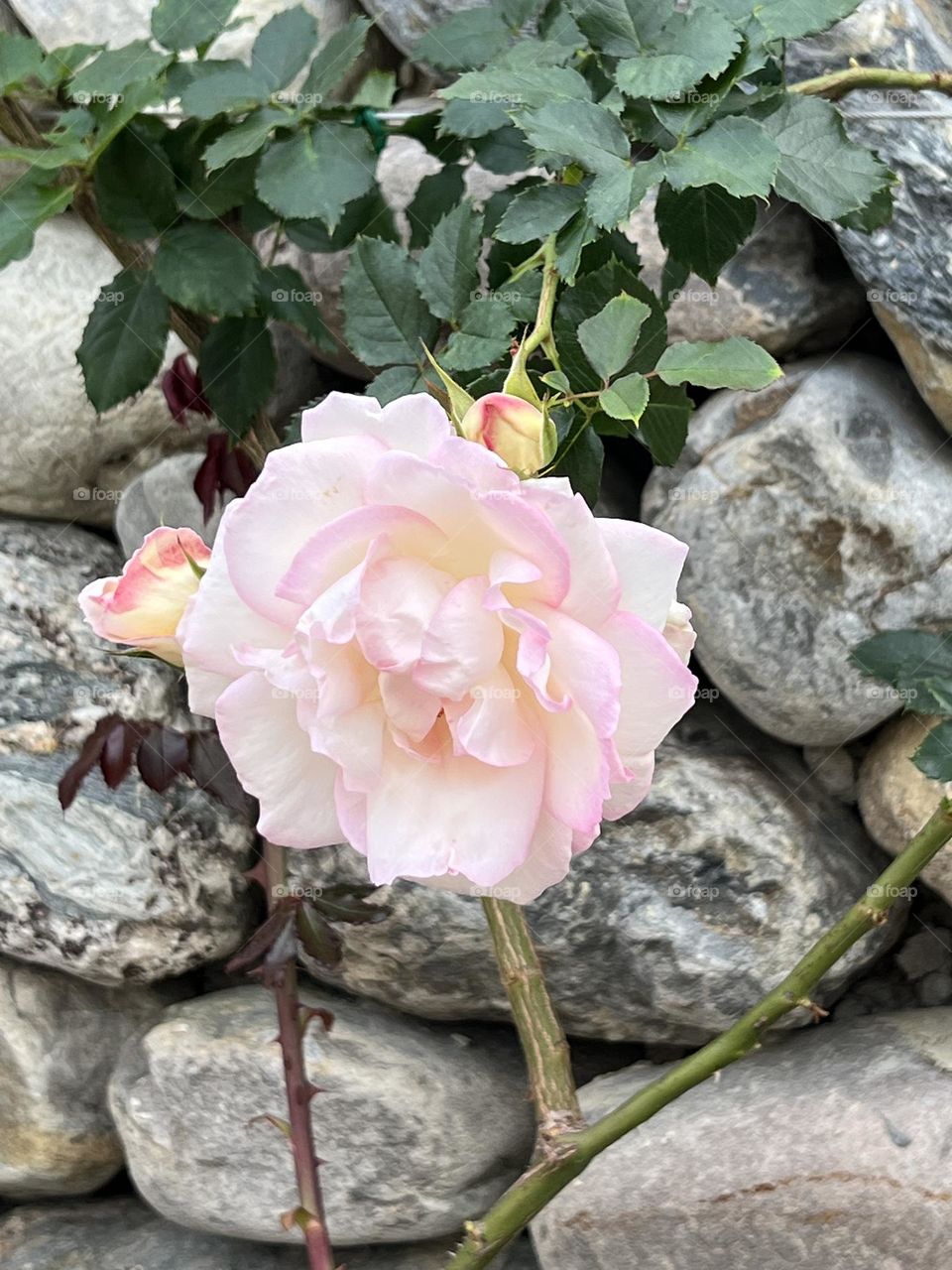 Rose in Yuanshan Flower Expo Park