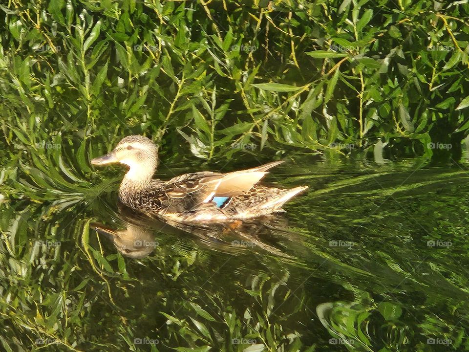 brown and blue duck swimming in green Oregon pond