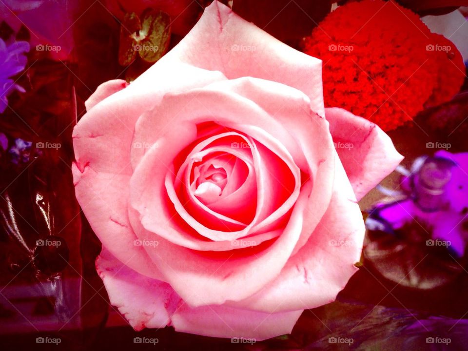 Pink rose