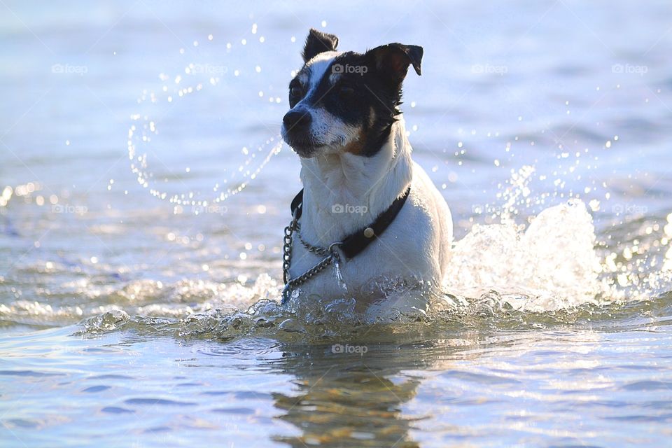 Happy bathing dog