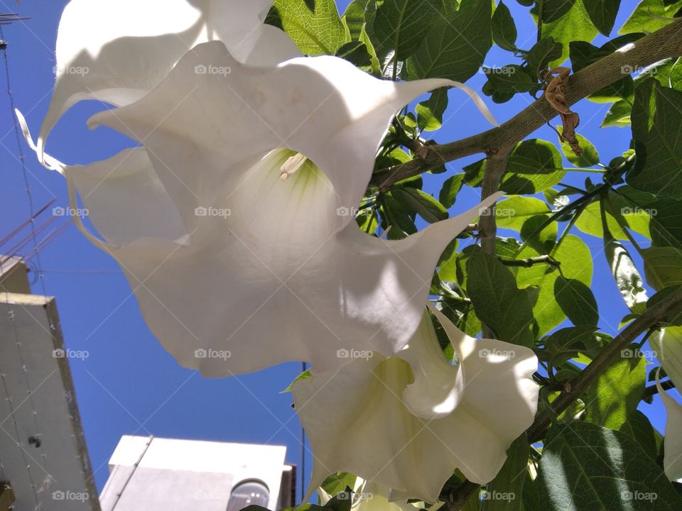 Flores de forma de campana