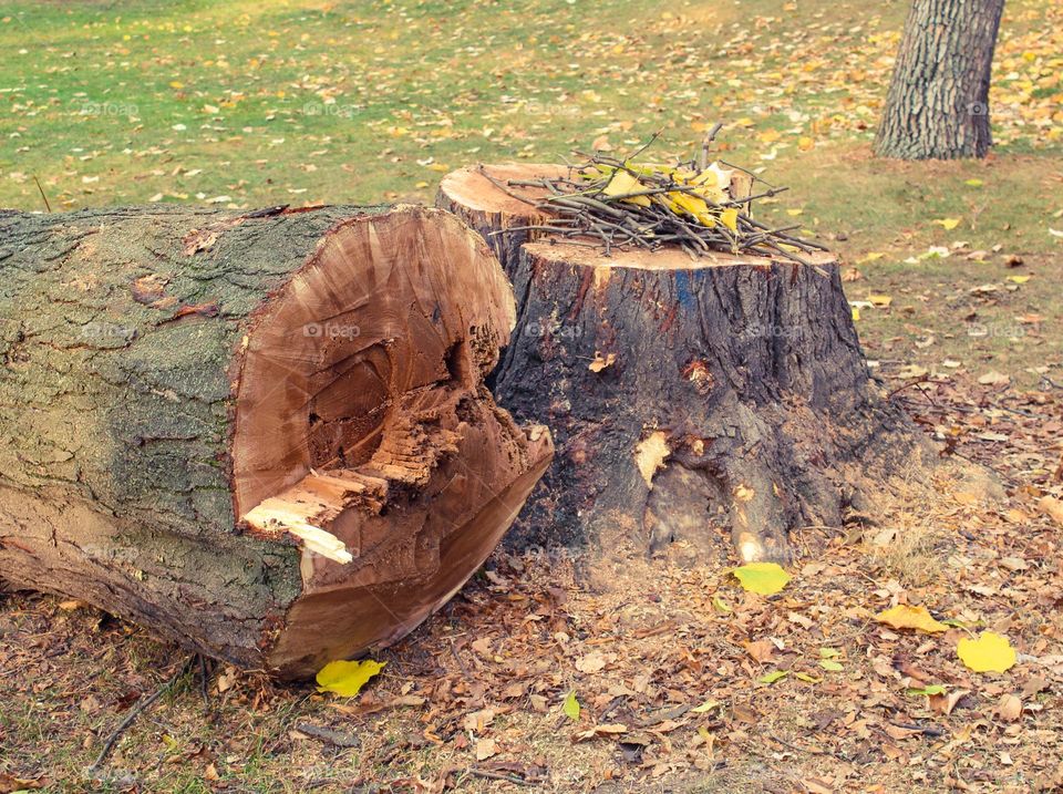 Autumn scene.  Felled  tree and stump in a public park.  Dominance pastel colors: brown,  yellow,  green