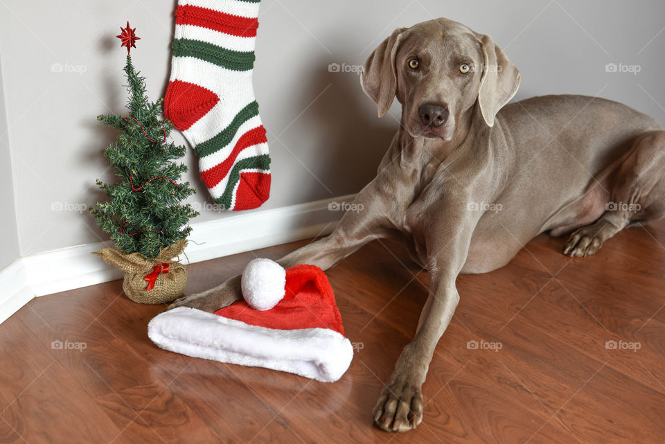 Weimaraner dog laying next to Christmas decorations