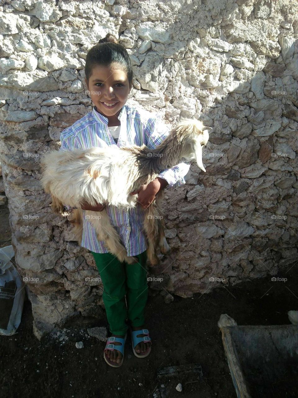 A beautiful girl holding a white goat.