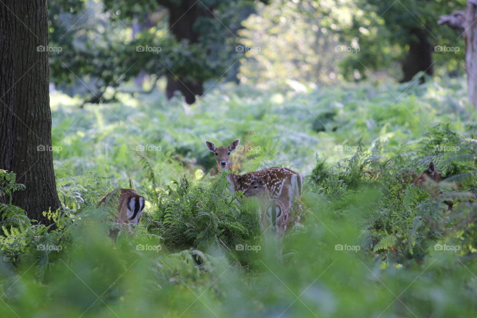 Young deers in the forest