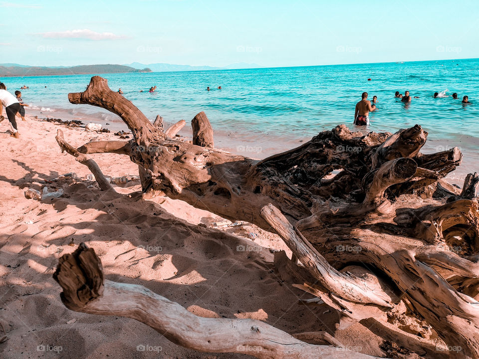 Driftwood at the beach