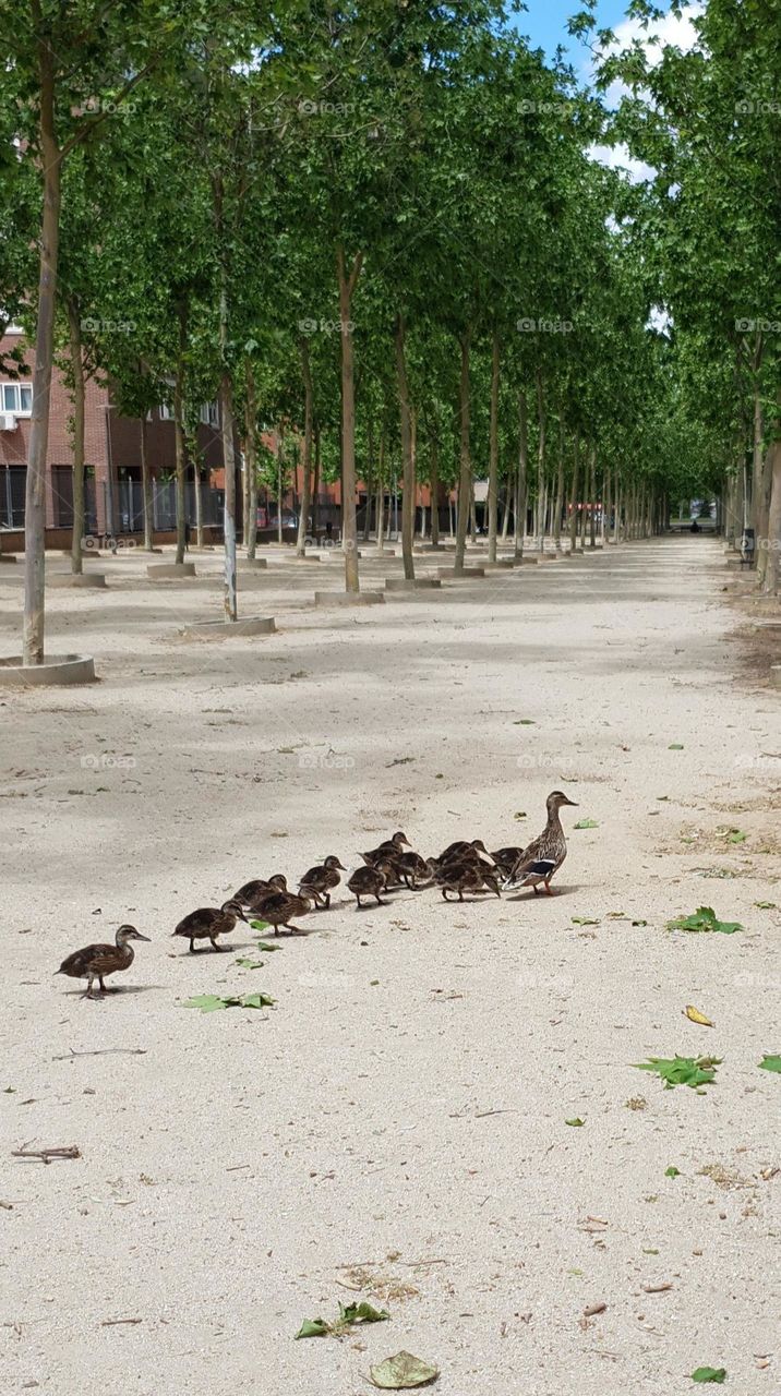 beautiful family of ducks in Madrid Spain, Fuenlabrada