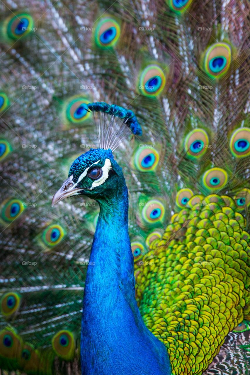Colorful peacock