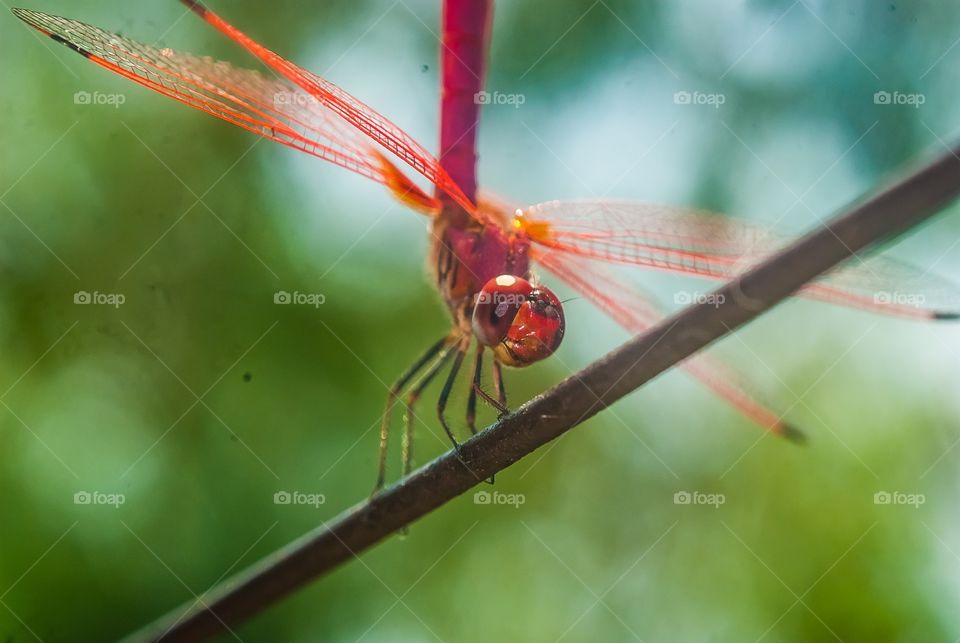 beautiful macro shot 