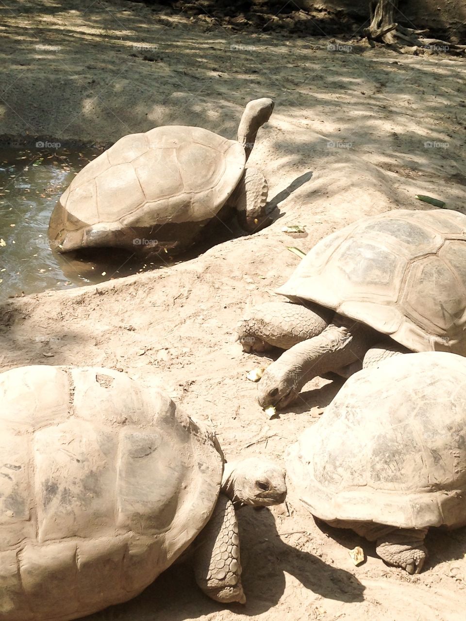Tortoises basking in the sun. A rather monochromatic picture as everything around is a sort of beige