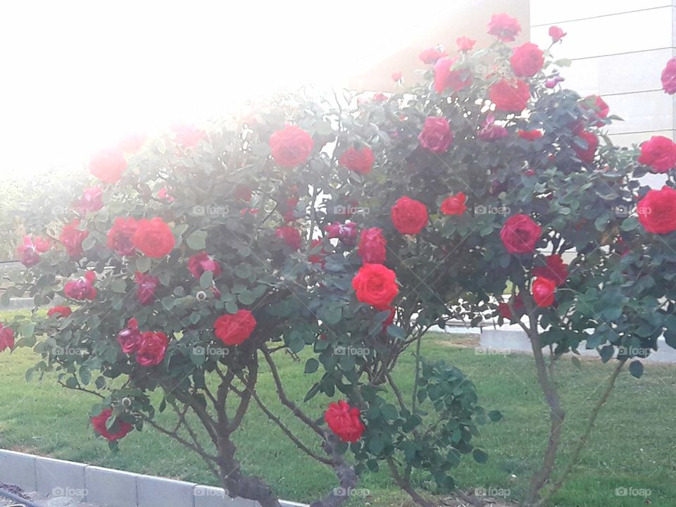 red rose so romantic